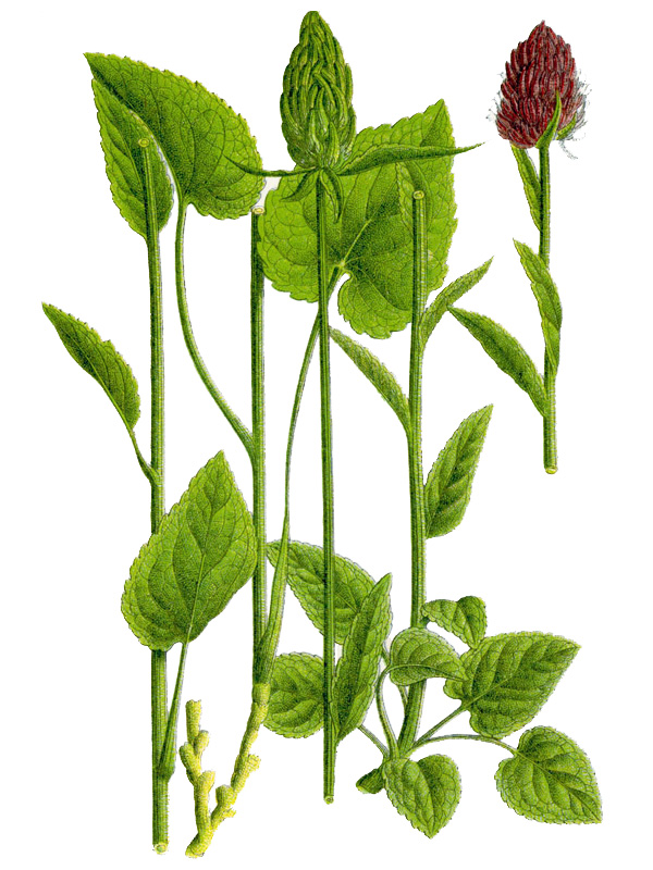 Phyteuma nigrum