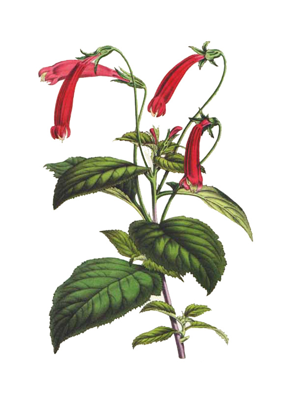 Siphocampylus coccineus
