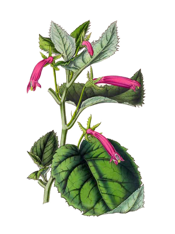 Siphocampylus glandulosus