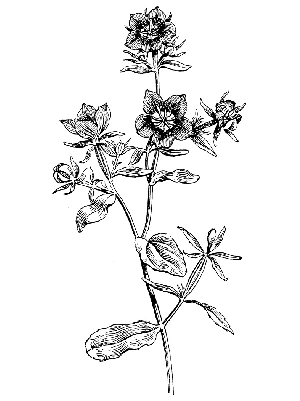 Specularia speculum