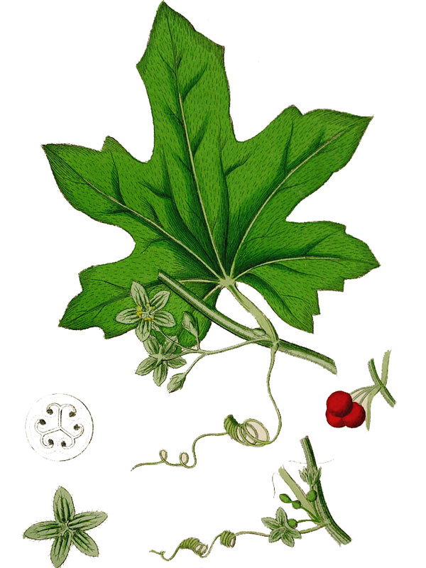 Bryonia dioica
