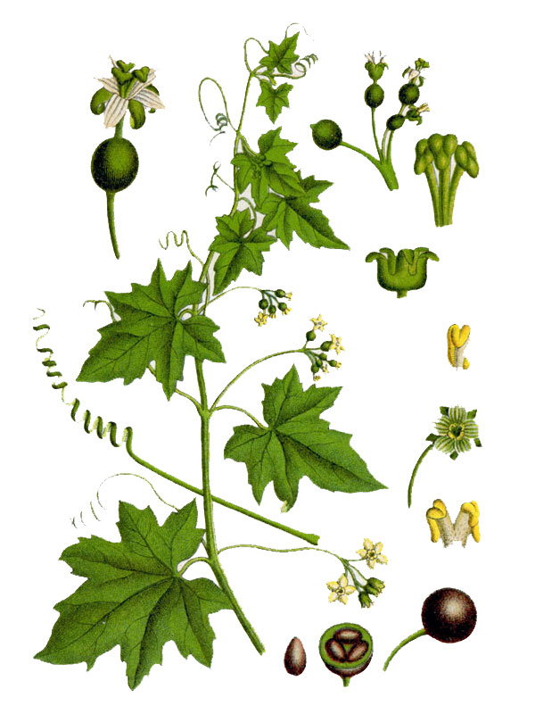 Bryonia monoica