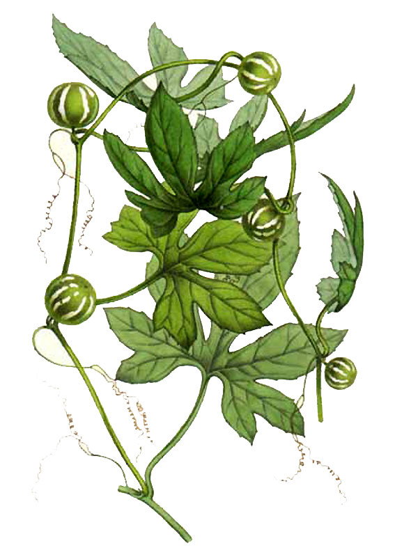 Cayaponia laciniosa