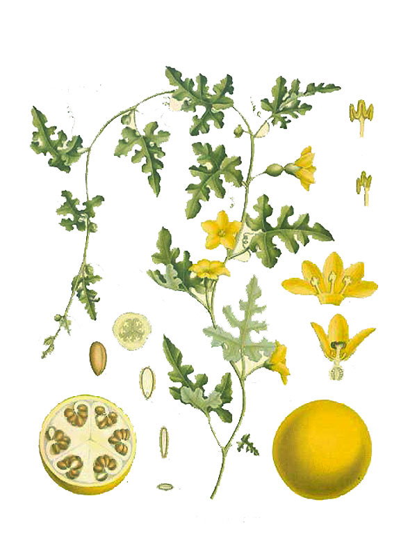 Citrullus colocynthis