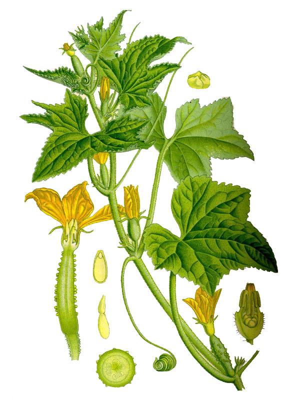 Cucumis sativus