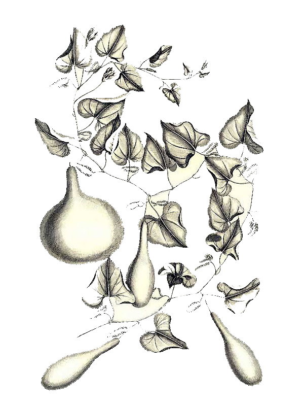 Cucurbita lagenaria