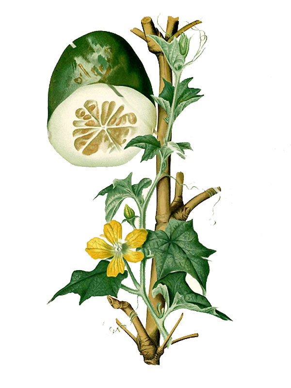 Cucurbita pepo