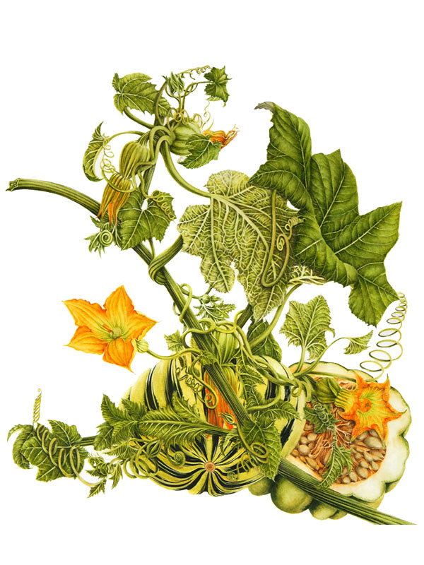 Cucurbita pepo