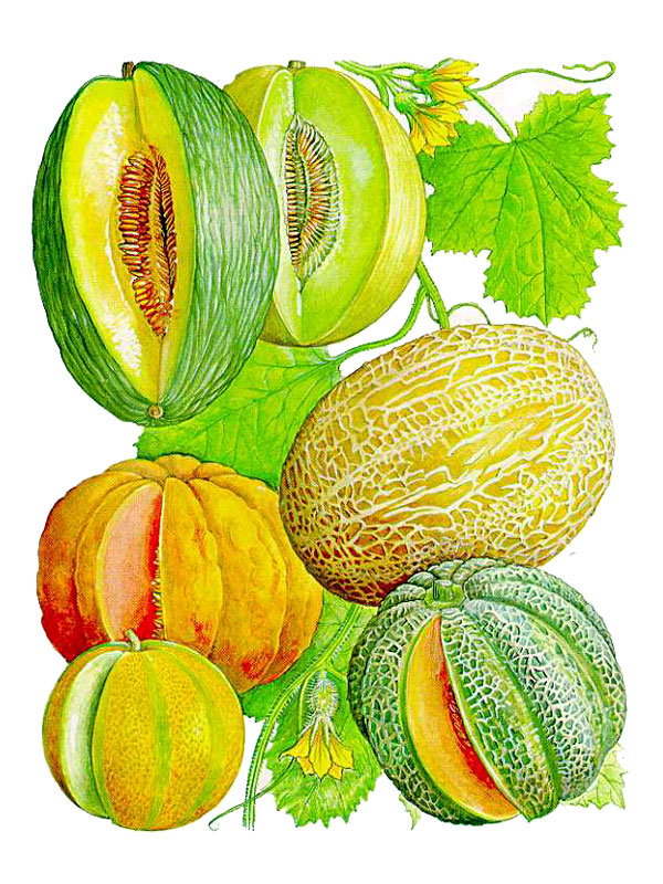 Cucurbitaceae