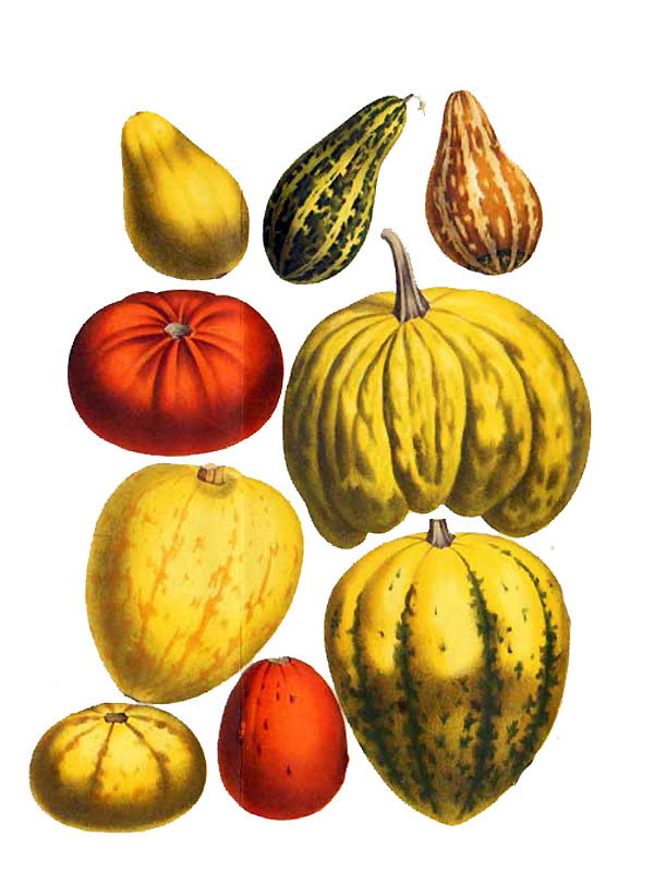 Cucurbitaceae