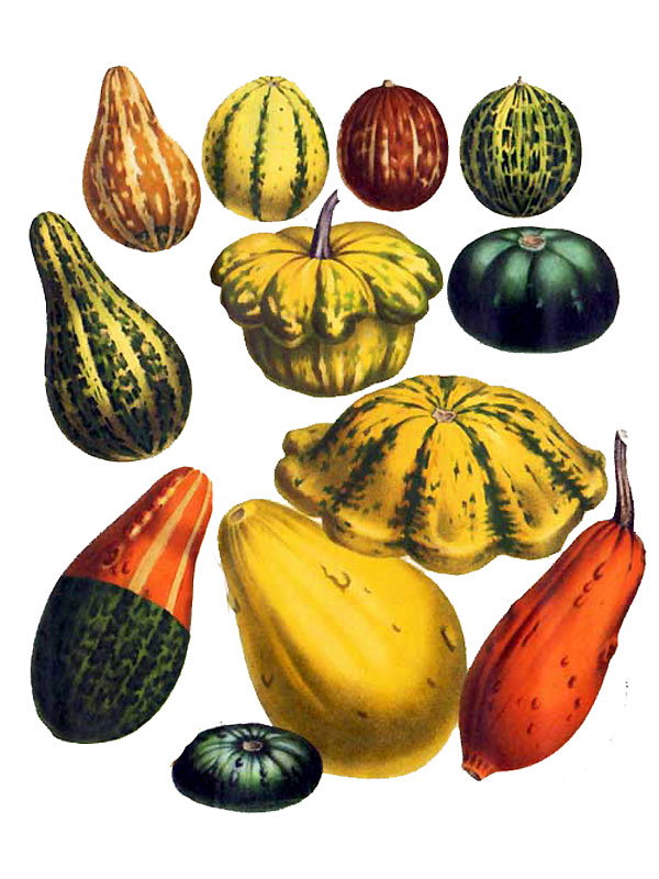Cucurbitaceae