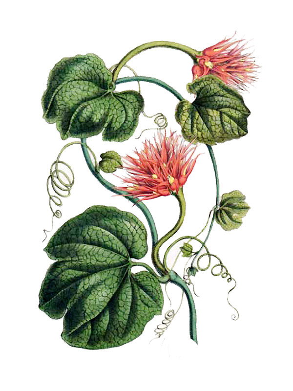 Guarina makoyana