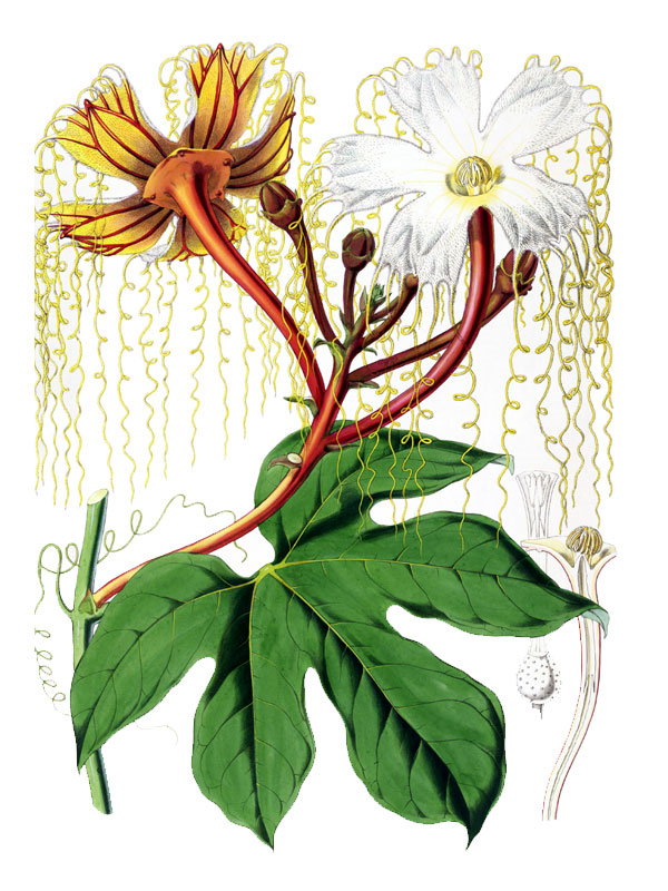 Hodgsonia heteroclita