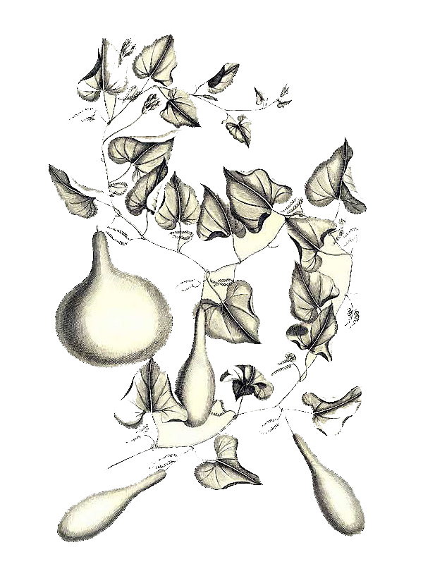 Lagenaria siceraria
