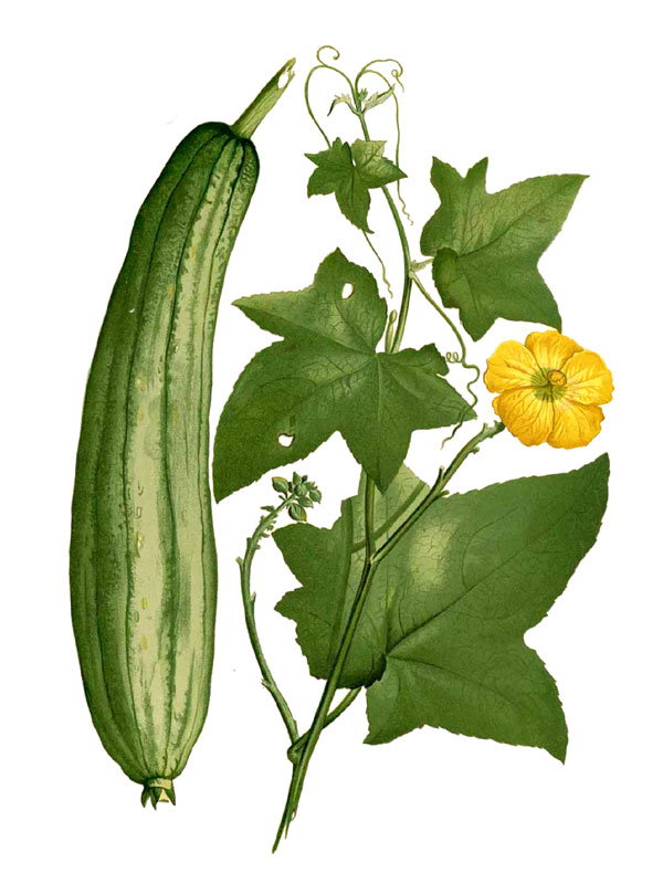 Luffa aegyptiaca