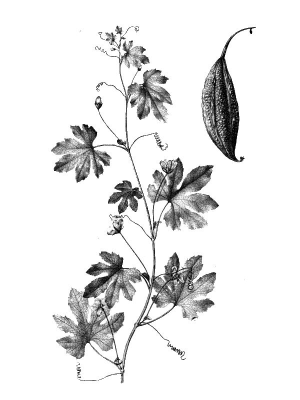 Momocordia charantia