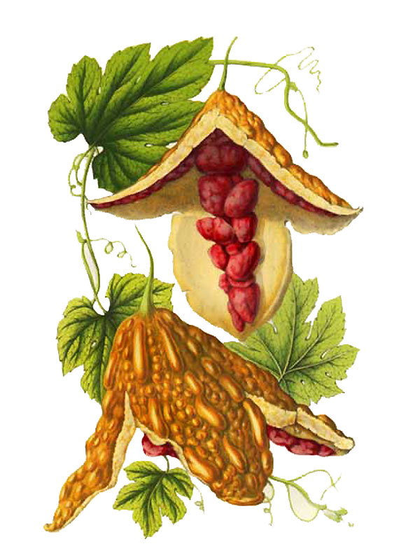 Momocordia charantia