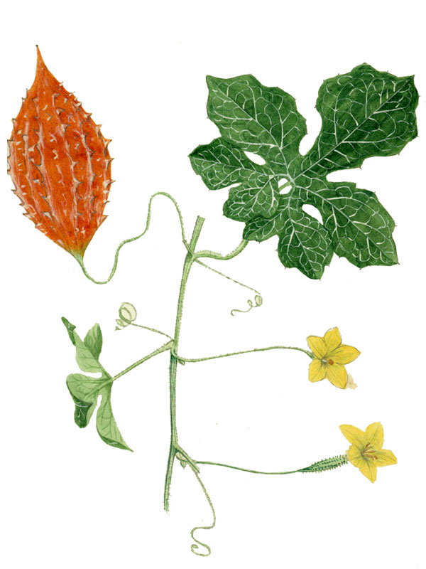 Momocordia charantia
