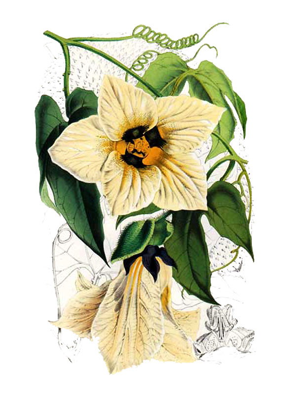 Momordica mixta