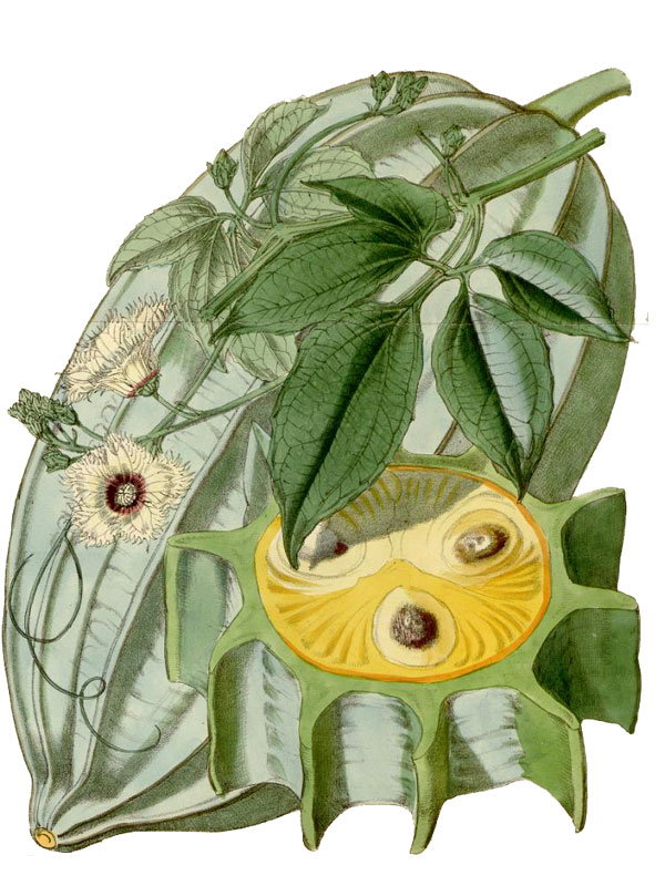 Telfairia occidentalis