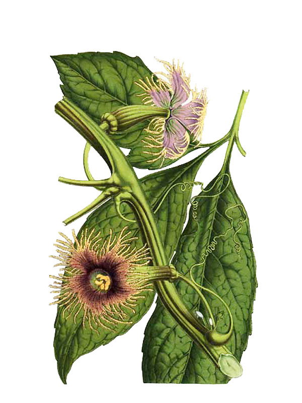 Telfairia pedata