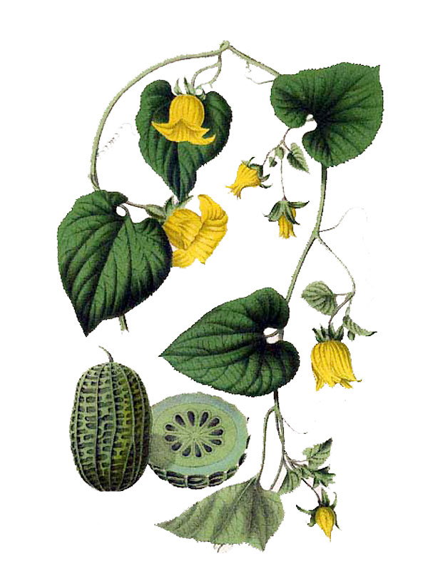 Thladiantha dubia