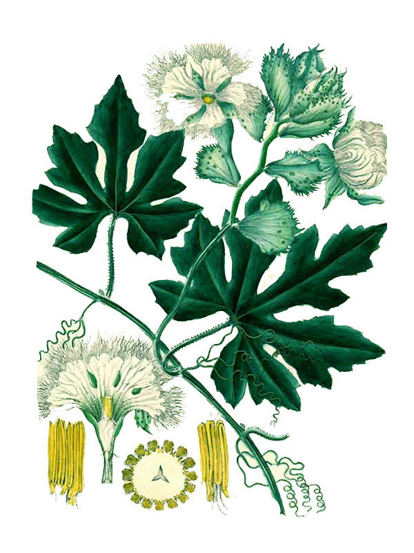 Trichobanthes palmata