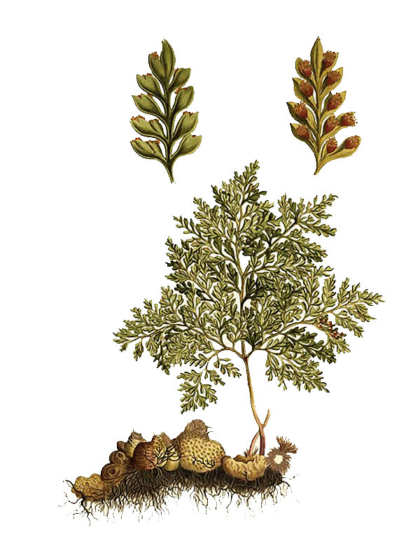 Davallia canariensis