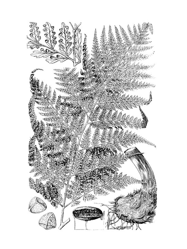 Culcita macrocarpa