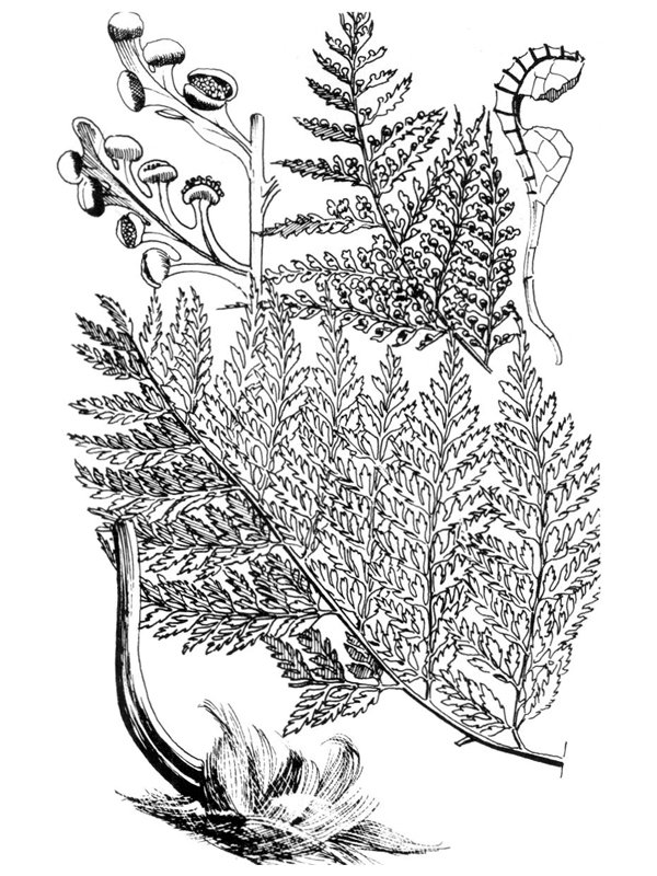 Culcita macrocarpa