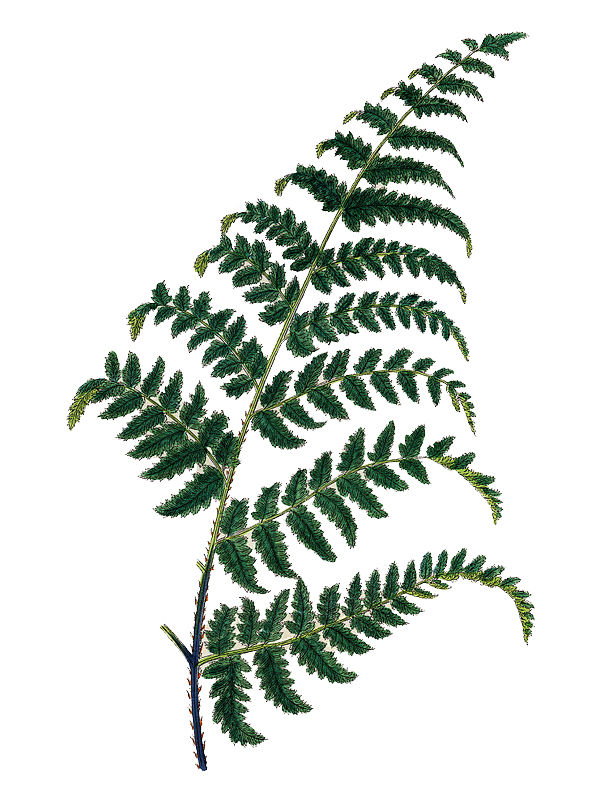 Dryopteris aemula