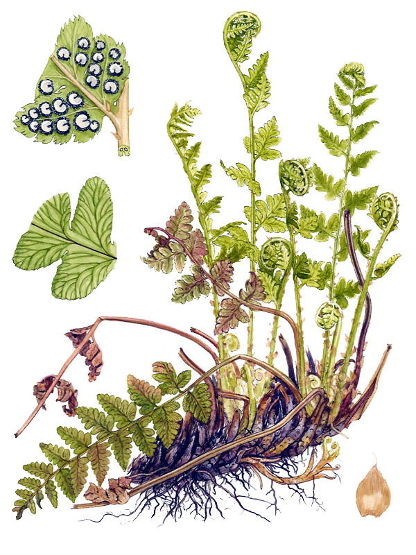 Dryopteris cristata