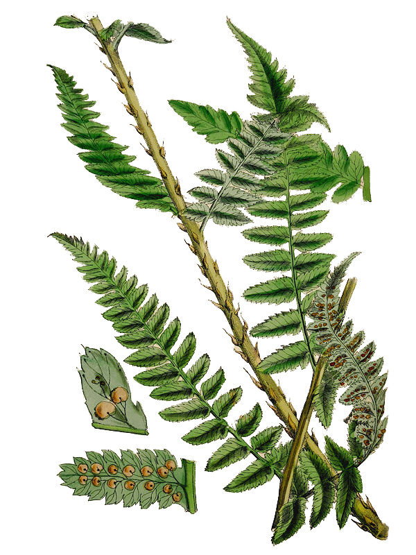 Dryopteris remota
