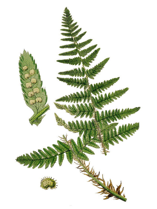 Dryopteris submontana