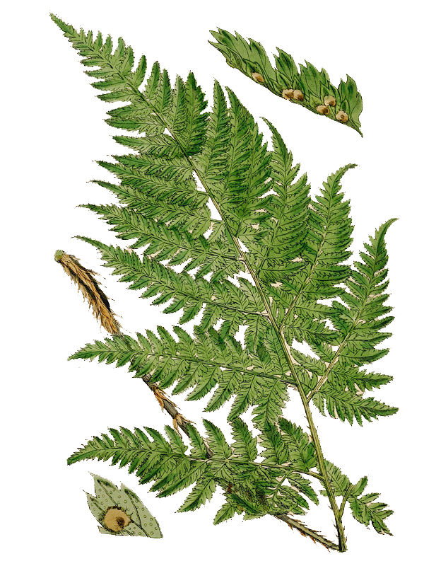 Lastrea aemula