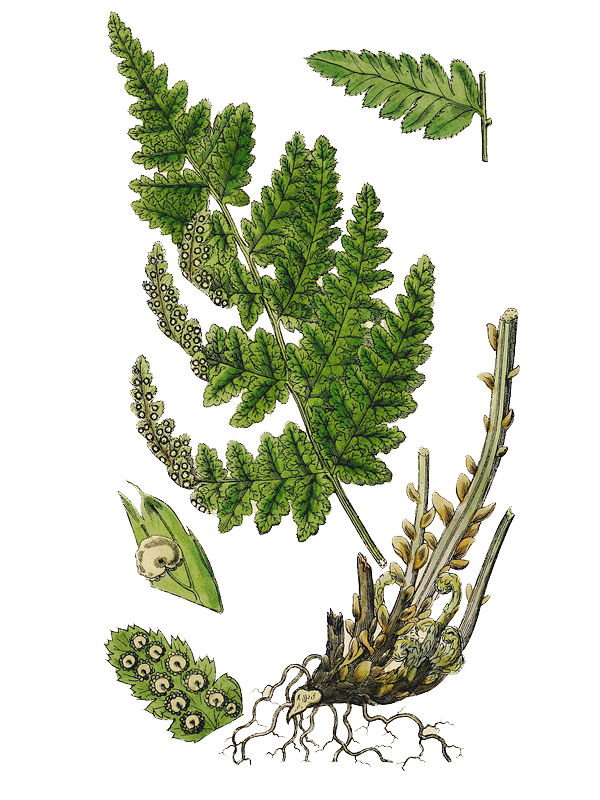 Lastrea cristata