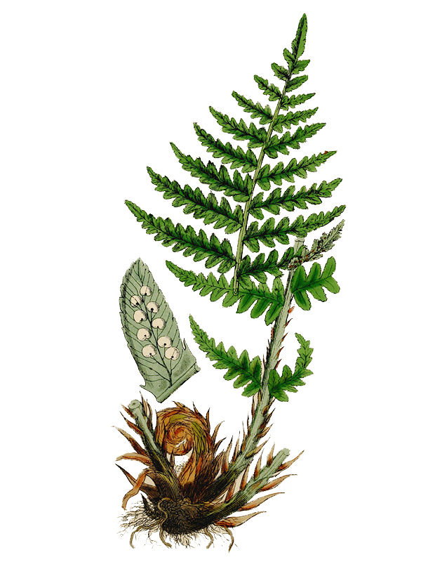 Lastrea filix-mas