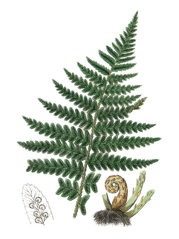 Lastrea filix-mas