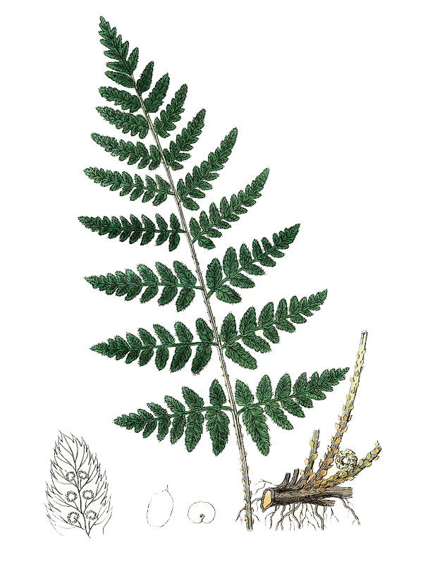 Lastrea spinulosa