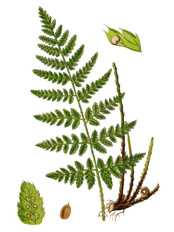 Lastrea spinulosa