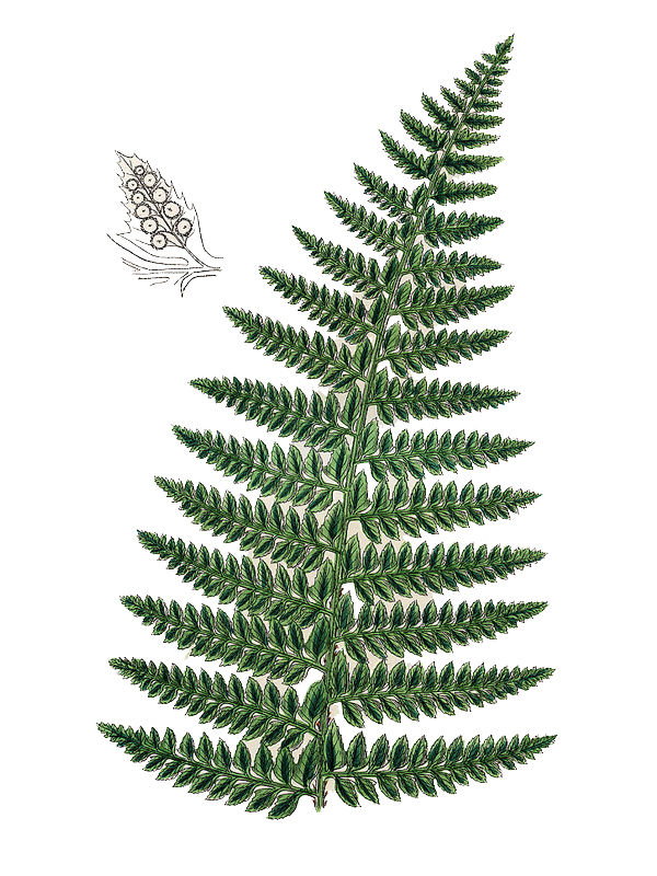 Polystichum aculeatum