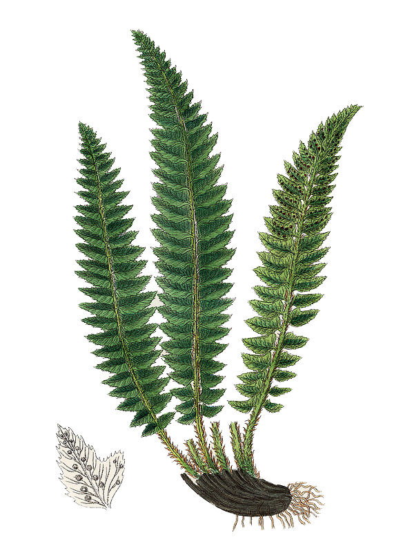 Polystichum angulare