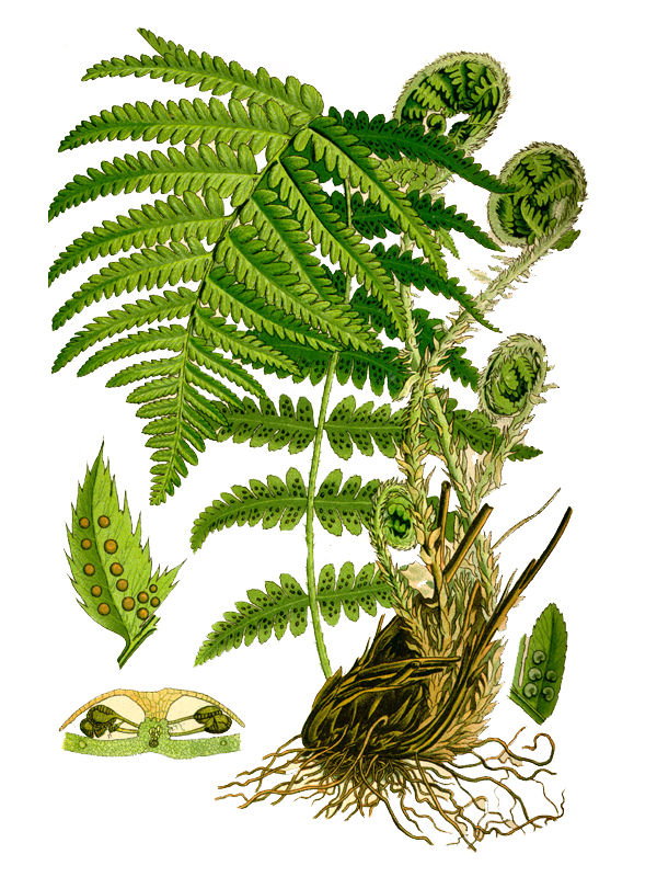 Polystichum lobatum