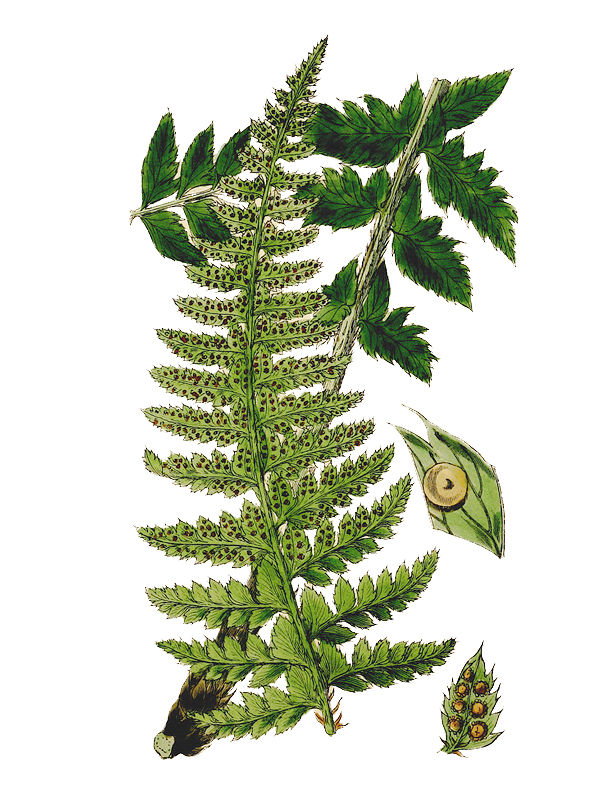 Polystichum lonchitis