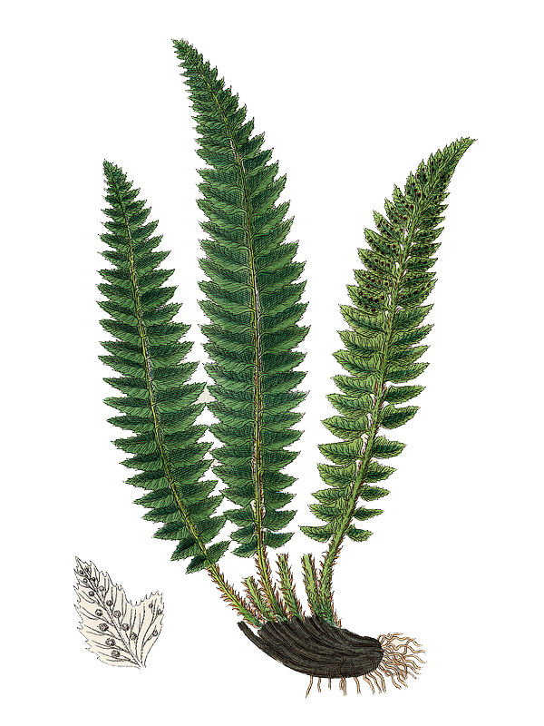 Polystichum setiferum
