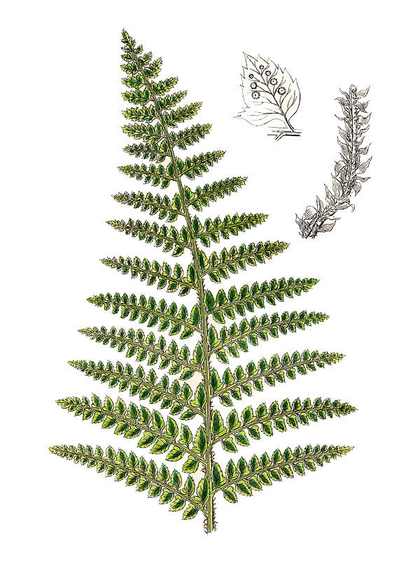 Polystichum setiferum