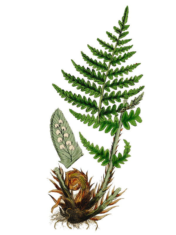 Polystichum vulgare