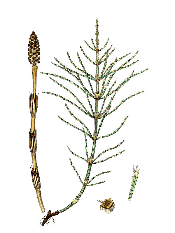 Equisetum arvense