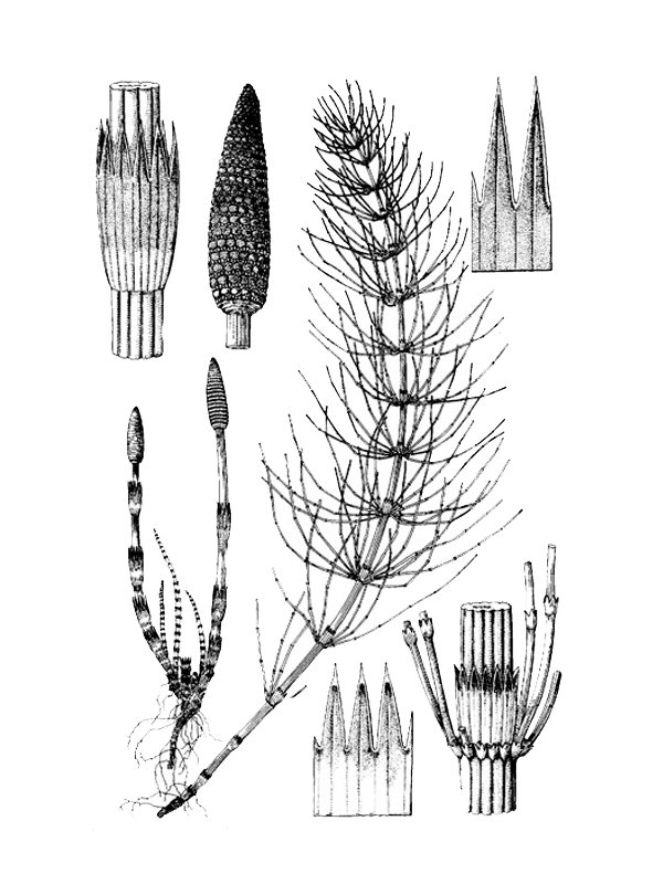 Equisetum arvense