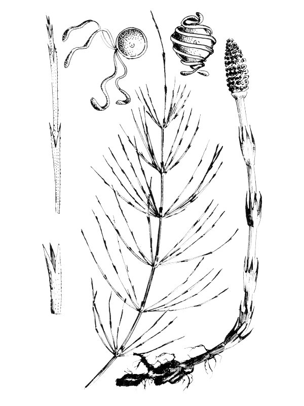 Equisetum arvense